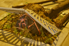 Hà Nội công bố tên các công ty trồng cây xanh bị bật gốc, lộ nguyên bọc nylon