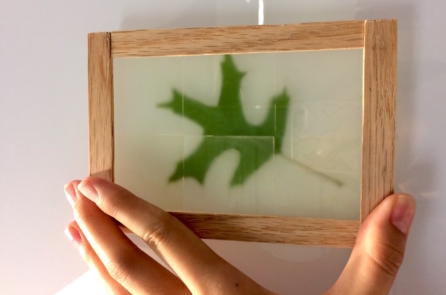 Phát minh mới: Kính chịu lực trong suốt làm từ… gỗ (Video)