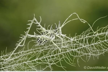 Đâu là cây, đâu là côn trùng? (video)