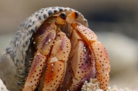 20 con ốc mượn hồn ‘lập hội’ trao đổi vỏ cho nhau như thế nào? (video)