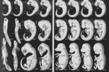 Vén màn thuyết tiến hóa: Hình vẽ phôi thai giả của Haeckel, vụ lừa đảo xuyên thế kỷ