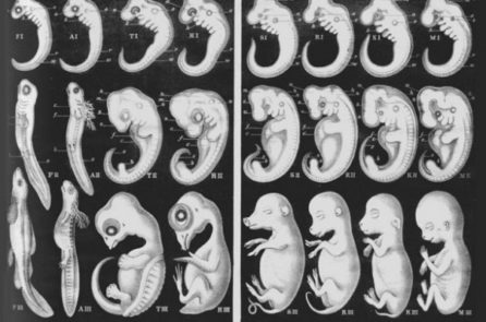 Vén màn thuyết tiến hóa: Hình vẽ phôi thai giả của Haeckel, vụ lừa đảo xuyên thế kỷ