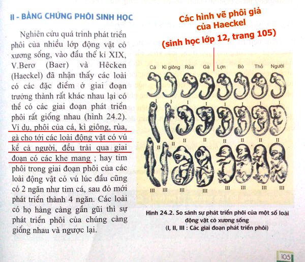 Các hình vẽ phôi giả của Haeckel vẫn được in trong rất nhiều đầu sách giáo khoa trên thế giới, bao gồm cả ở Việt Nam. (Ảnh: Sinh học lớp 12, trang 105, ấn bản 2015)