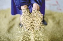 Trung Quốc hứa “gạo sạch” cho Hội nghị G20, gạo bẩn sẽ đi về đâu?