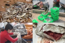 VASEP và thảm họa cá miền Trung: Thị trường xuất khẩu thu hẹp do lo ngại sản phẩm nhiễm kim loại nặng
