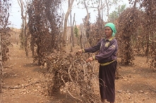 Gia Lai: Xác định sai phạm trong chi trả tiền hỗ trợ hạn hán