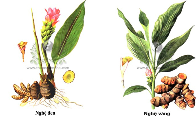 Hai loại nghệ vàng và đen có sự khác biệt về dược tính (Ảnh: Internet)