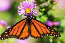 Khu rừng bướm vua ở Mexico – Kỳ quan thiên nhiên có nguy cơ biến mất