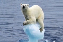 15 loài động vật bên bờ vực tuyệt chủng (ảnh)