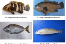 154 loại hải sản tầng đáy miền Trung khuyến cáo không nên ăn