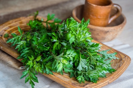 Ngải cứu – Vị thuốc có sẵn trong vườn nhà