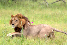 Hiện tượng sư tử cái mọc bờm và hung hăng như sư tử đực: Đâu là nguyên nhân?