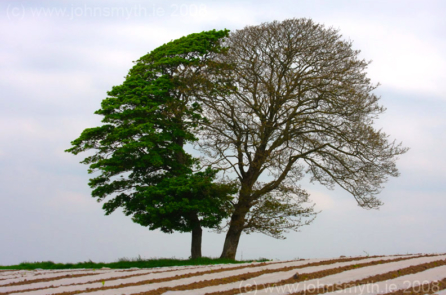 ‘Cây cối có thể gắn kết như một cặp vợ chồng già và chăm sóc cho nhau’