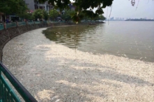 Hơn 70 tấn cá chết ở hồ Tây – Tình trạng nghiêm trọng chưa từng có
