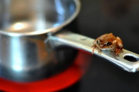 Hội chứng ếch luộc, chúng ta đang bị “nấu chín” mà không hay biết!