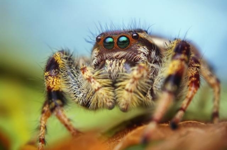 Thế giới sẽ ra sao nếu tất cả nhện đột nhiên biến mất?