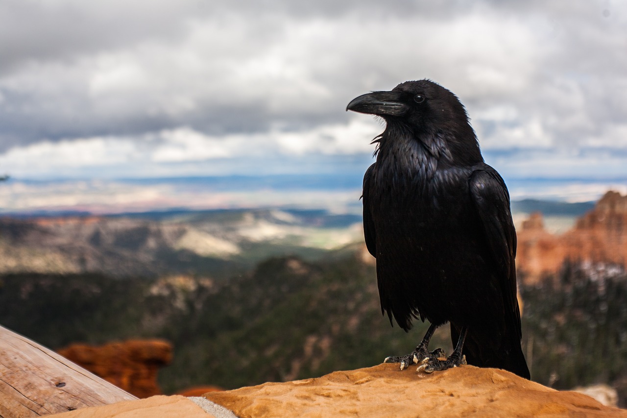 crow-828944_1280