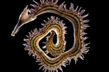 20 bức ảnh lạ lùng về thế giới vi mô bên dưới kính hiển vi (2015)