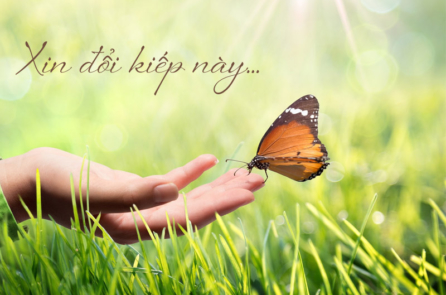 Bài thơ “Xin đổi kiếp này” của học sinh lớp 8 khiến nhiều người phải suy ngẫm