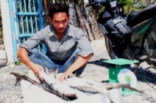 Khánh Hòa: Hàng tấn cá chết do tảo nở hoa