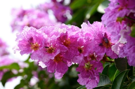 Có một loài hoa không phải ai cũng biết: “Bằng lăng nâu”