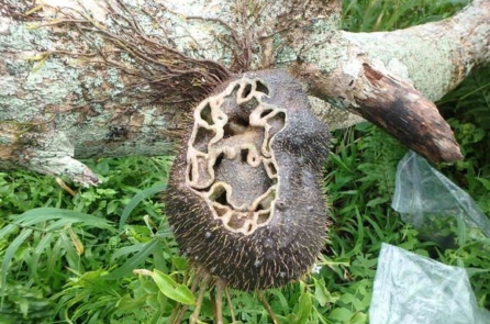 Loài kiến đặc biệt biết trồng cây để làm tổ trên đảo Fiji