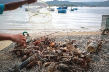 Phú Yên: Hơn 448.000 con tôm hùm chết sau lũ
