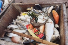 Bốn nguyên nhân khiến cá chết hàng loạt ở Hà Nội