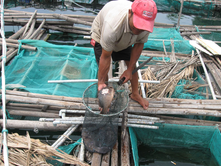 Cá nuôi chết hàng loạt ở thôn Phú Lương, xã An Ninh Đông (huyện Tuy An). (Ảnh: baophuyen.com.vn)