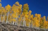 Pando Tree 00