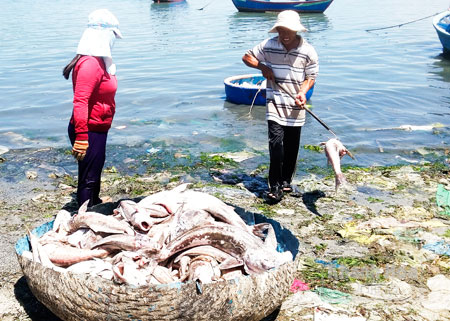 Người dân thu dọn xác cá bớp chết nổi trên vịnh Cam Ranh. (Ảnh: baokhanhhoa.com.vn)