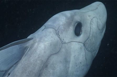 Lần đầu tiên quay được hình ảnh loài ‘cá mập ma’ bí ẩn (video)
