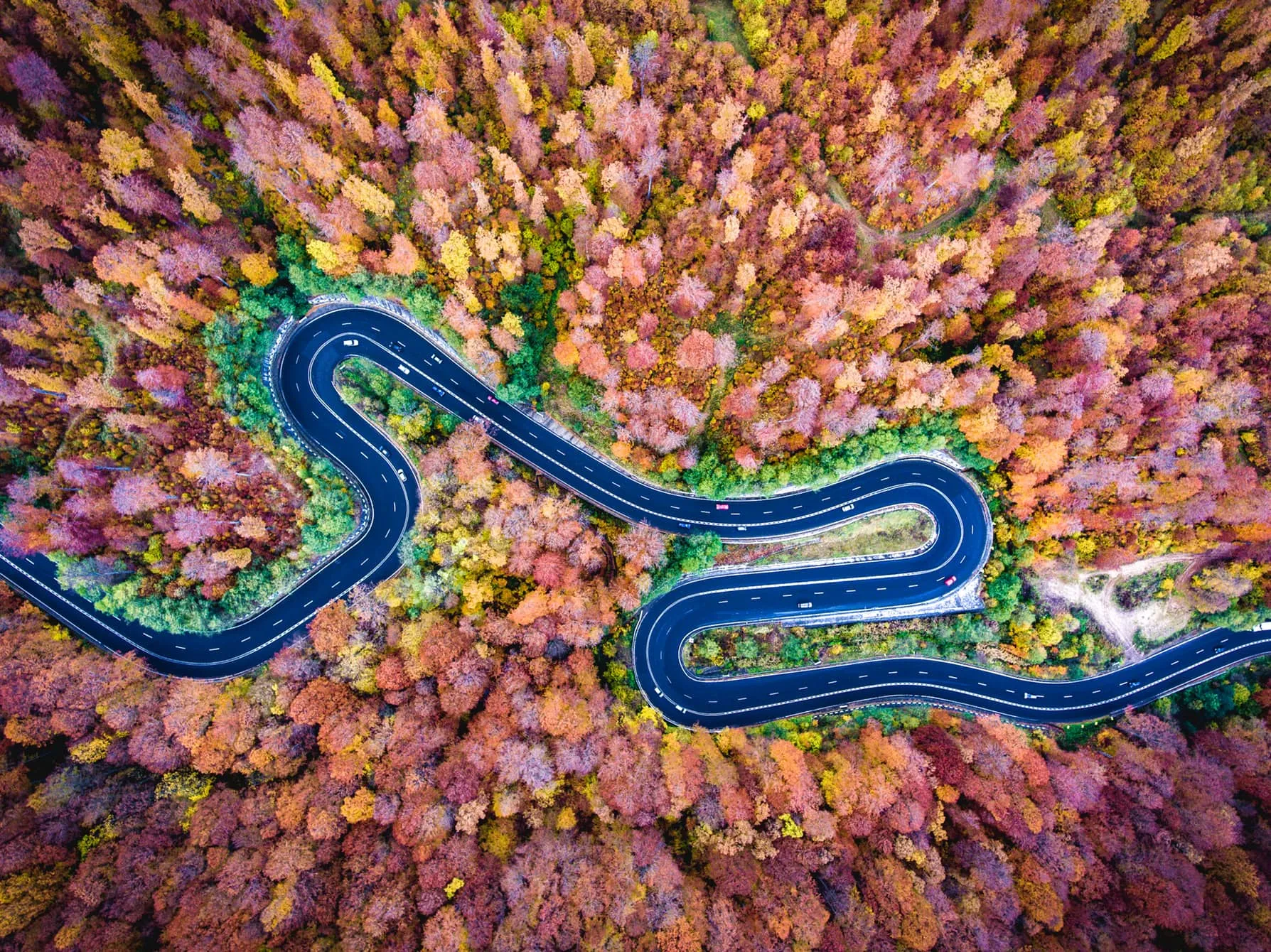 Khu rừng Bogata của Romania (ảnh: Deepluero)