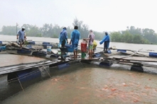 Hồ Phú Ninh thông báo xả lũ muộn, người nuôi cá trắng tay