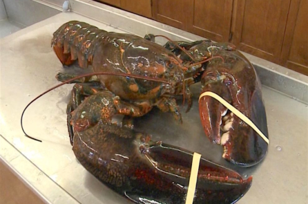 “Tôm hùm vua” khổng lồ nặng hơn 10kg được một người ăn chay giải cứu