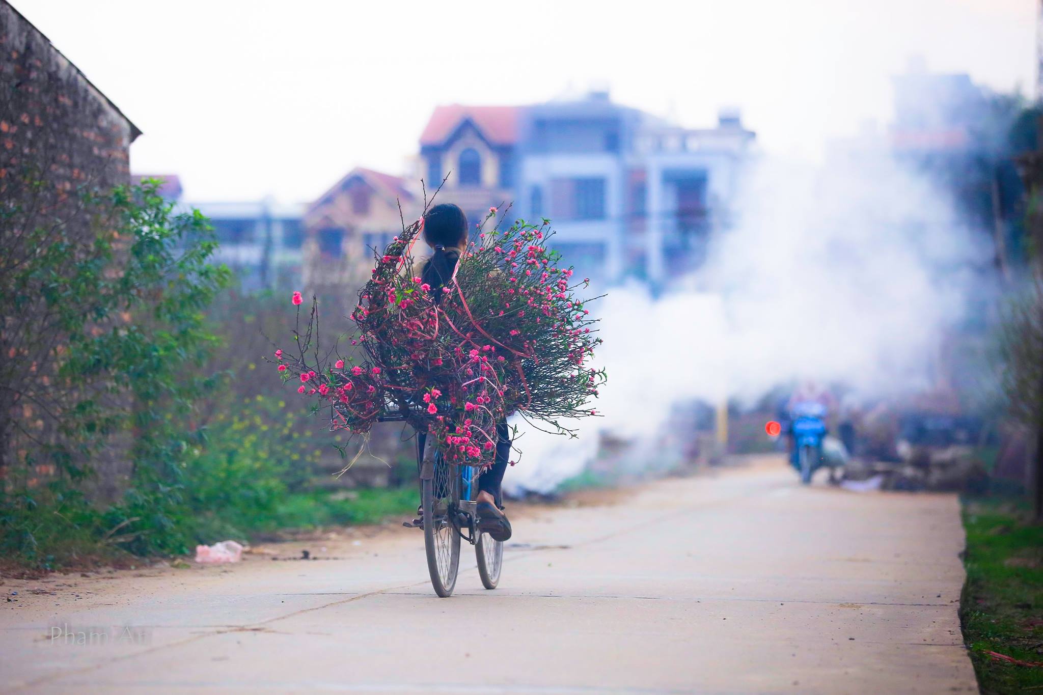 đào Tết