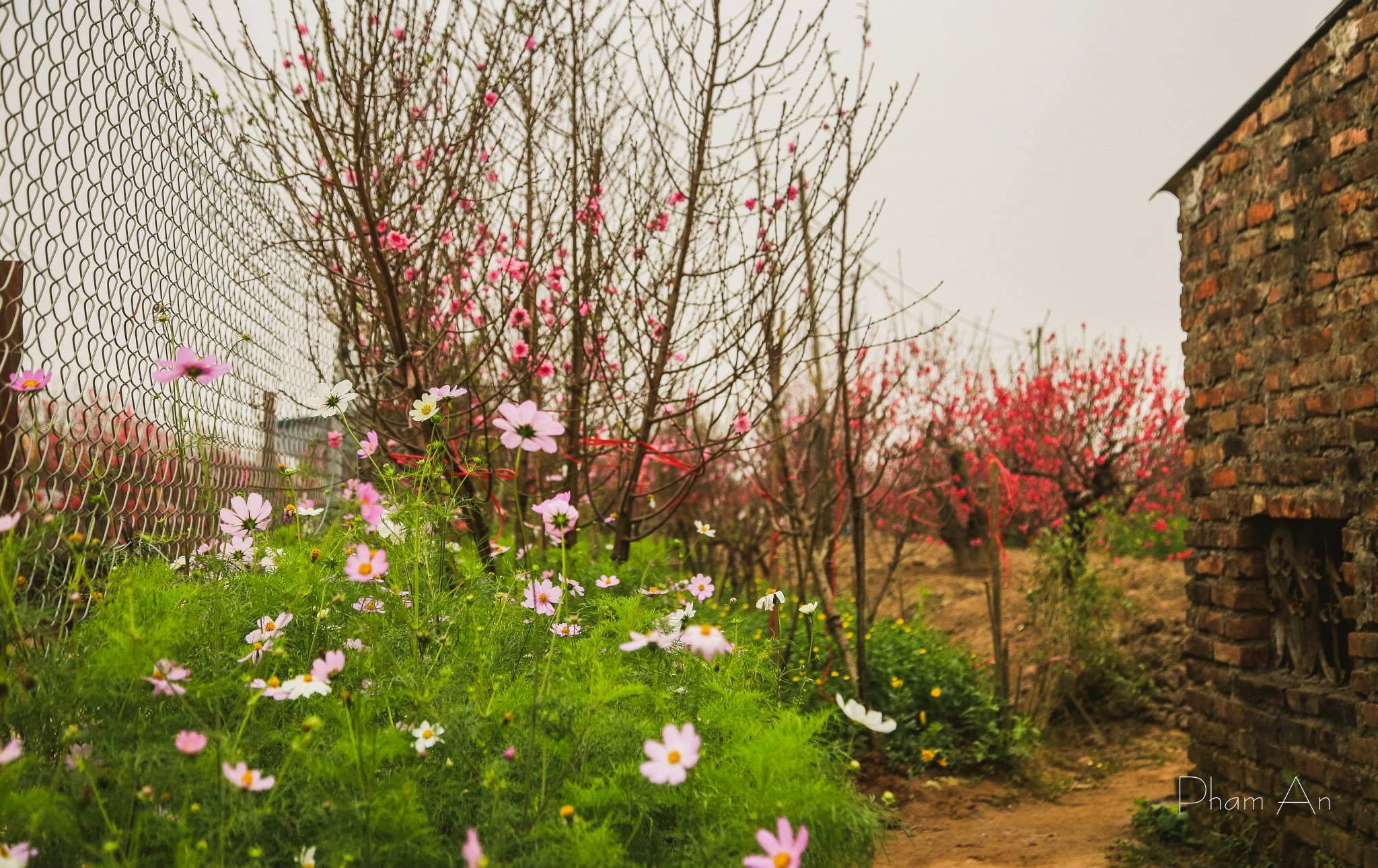 Người làng Nhật Tân cũng là những người đầu tiên tìm ra kỹ thuật ghép các giống đào với nhau, và giờ họ vẫn sống với cái nghề đó.