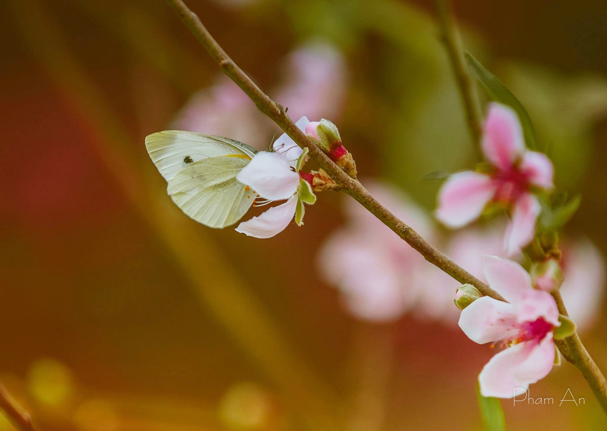 đào Tết