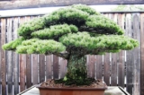 bonsai song sot sau tham hoa hat nhan