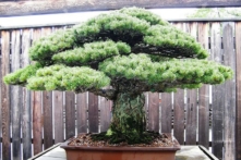 Sống sót sau thảm họa hạt nhân Hiroshima, cây bonsai 391 tuổi của Nhật “dưỡng lão” ở Mỹ