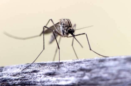 7 lý do muỗi thích cắn bạn hơn những người khác