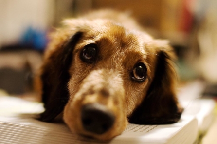 Cảm động với chú chó đi thăm mộ chủ nhân mỗi ngày vì nhớ thương