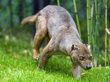 Lửng chó đuôi dài Falkland. (ảnh: The Jaguar / Flickr)