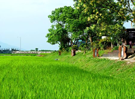 lúa nghe nhạc cổ điển