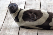 Sói bờm chân dài, hải cẩu ruy băng… Tập hợp 8 loài động vật kỳ thú