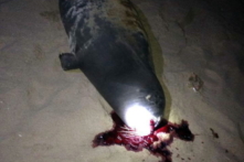 Hải cẩu thân thiện thường lên bờ chơi đùa với người dân nghi bị đánh chết