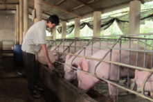Giá thịt lợn giảm: Vị đắng đằng sau con số tăng trưởng cao