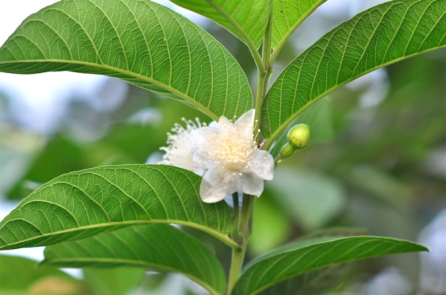 Gội nước lá ổi, khỏi lo rụng tóc