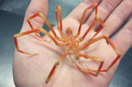 Bộ ảnh những sinh vật kỳ quái dưới biển sâu mà 1 ngư dân Nga bắt được