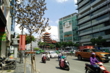 Sắp thay cây long não trên tuyến đường Nam Kỳ Khởi Nghĩa